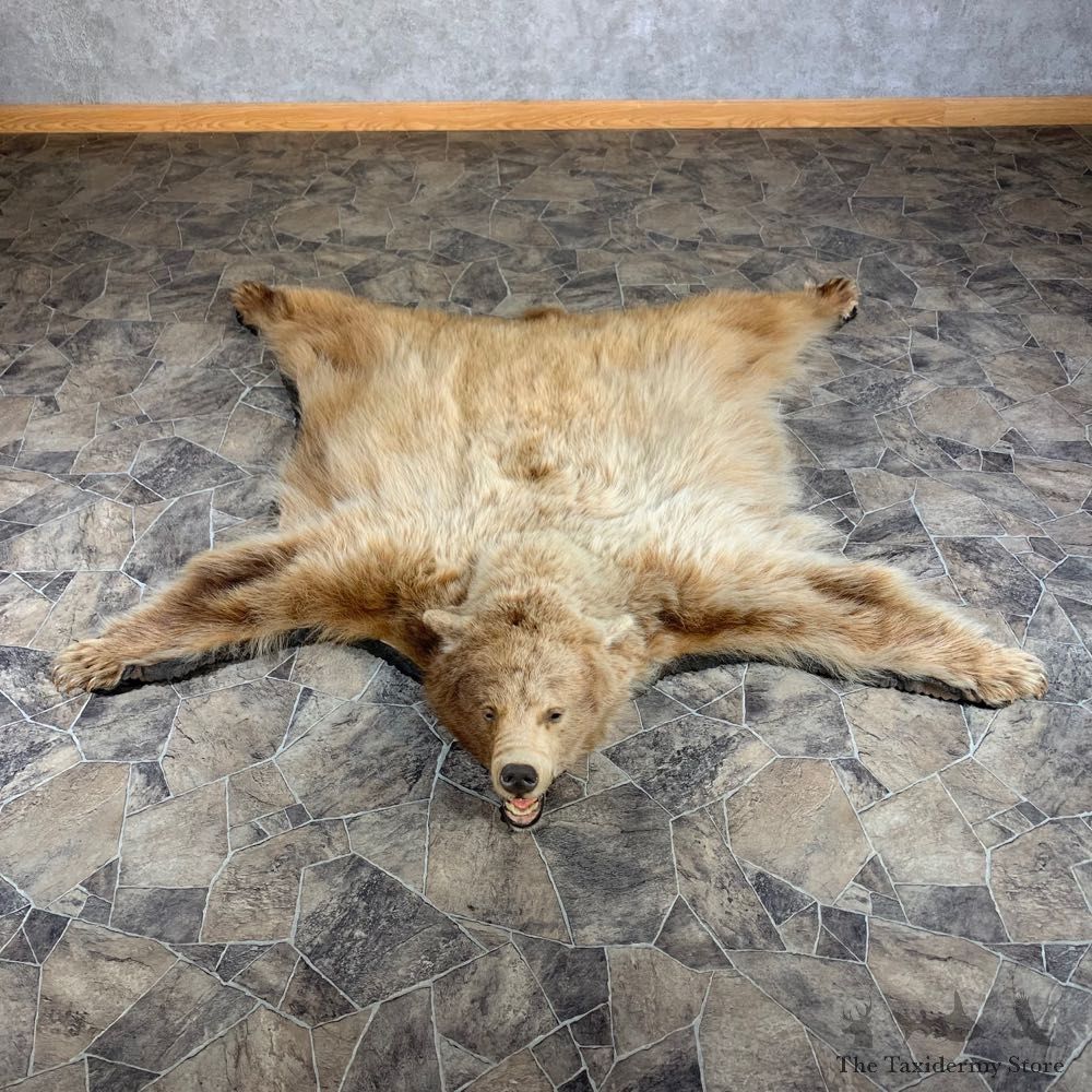 Blonde Black Bear Full-Size Rug For Sale #24013 @ The Taxidermy Store