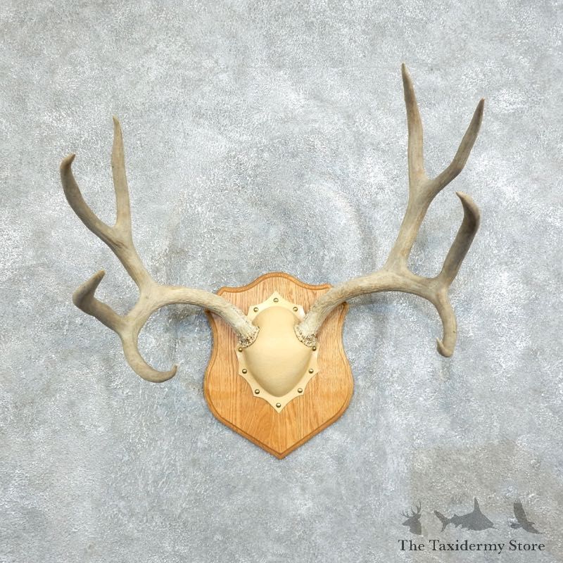 Mule Deer Taxidermy European Antler Plaque #18379 For Sale @ The Taxidermy Store