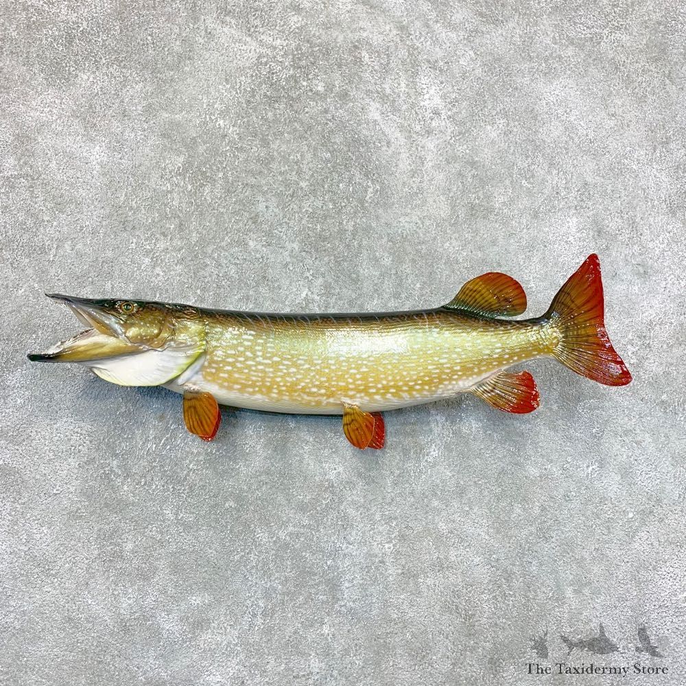 Northern Pike Fish Taxidermy Mount For Sale #22312 @ The Taxidermy Store