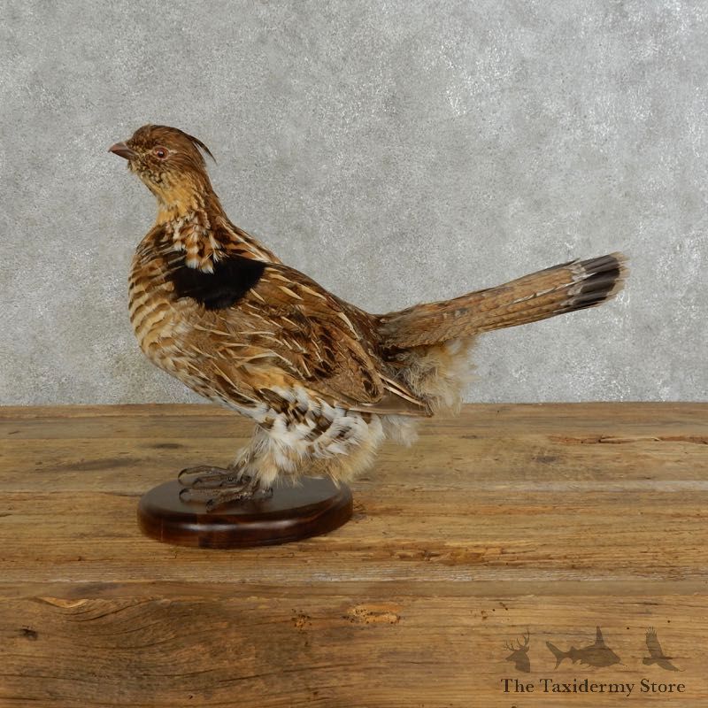 Ruffed Grouse Bird Mount For Sale #17222 @ The Taxidermy Store