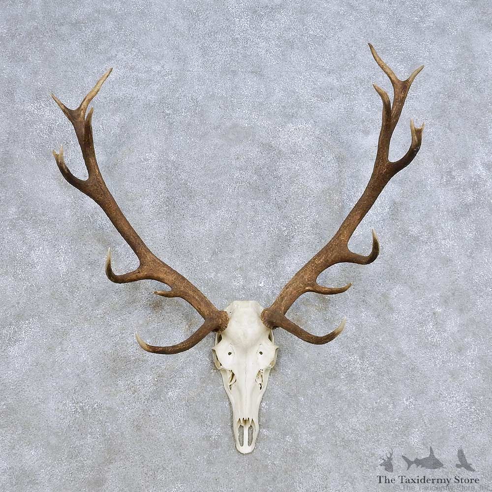European Red Deer Skull Antler Mount For Sale #14415 @ The Taxidermy Store