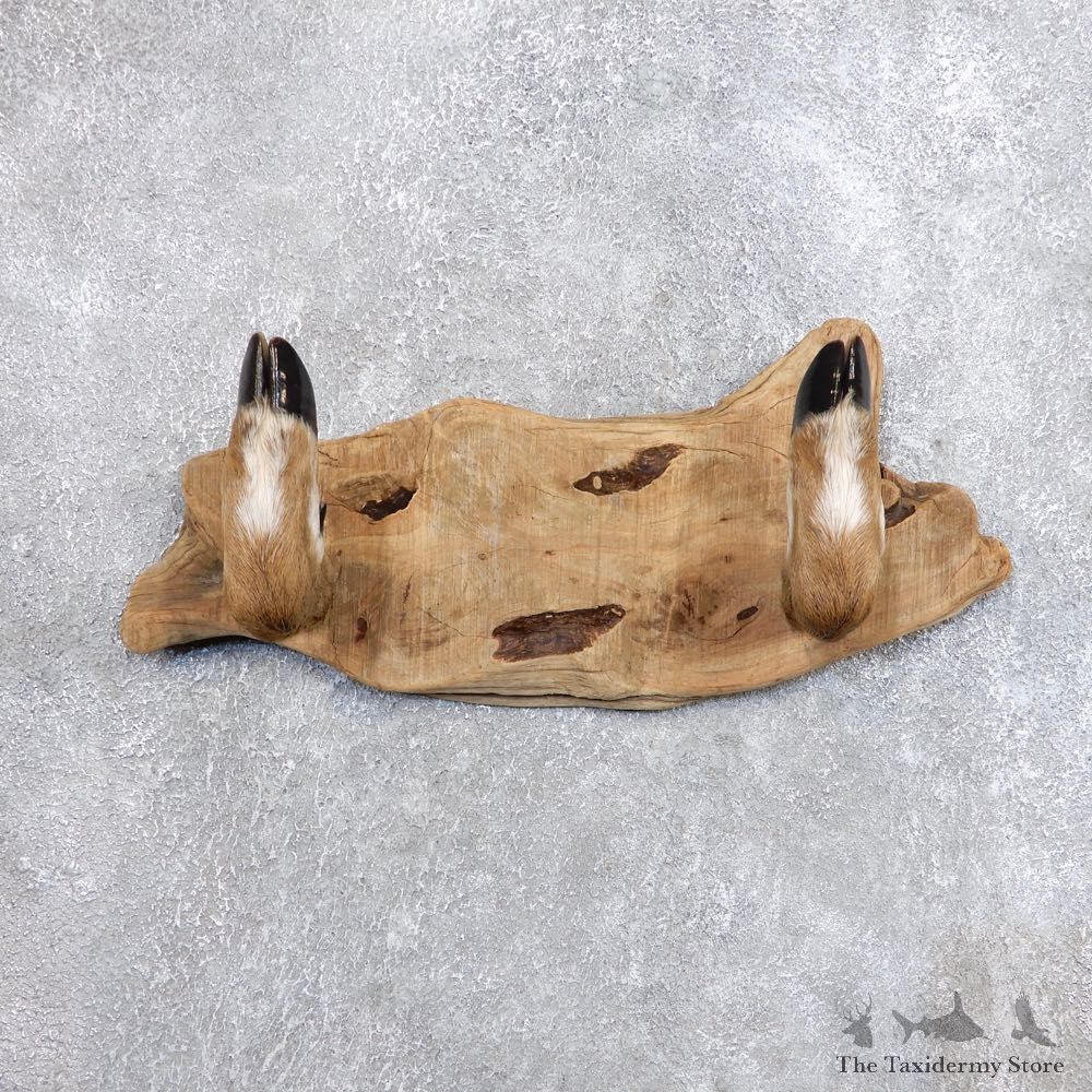 Whitetail Deer Hoof Gun Rack Taxidermy Mount For Sale #18743 @ The Taxidermy Store