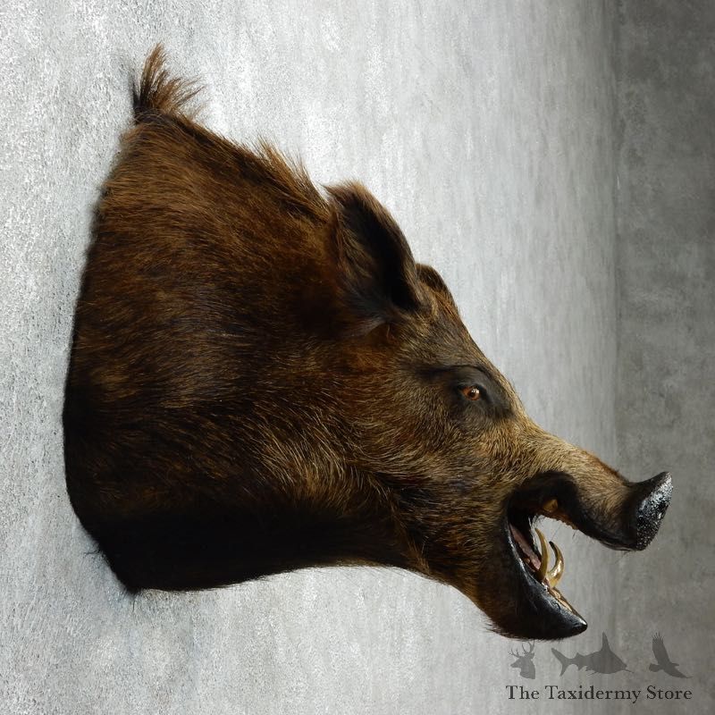 Wild Boar Shoulder Mount For Sale #18054 @ The Taxidermy Store