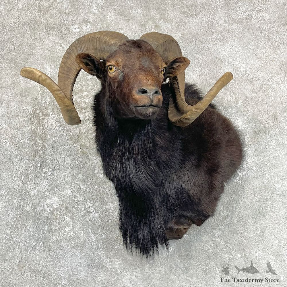 Black Corsican Ram Shoulder Mount For Sale #27044 @ The Taxidermy Store