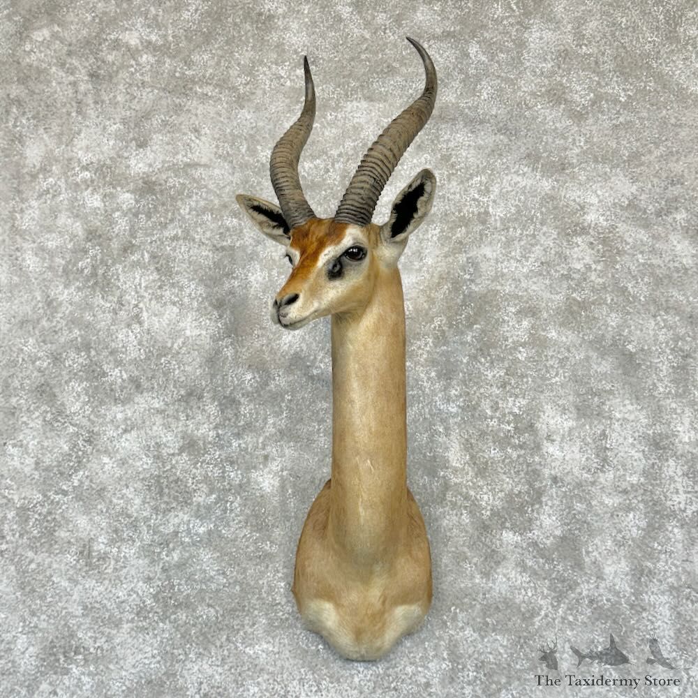 Gerenuk Shoulder Mount For Sale #29174 @ The Taxidermy Store