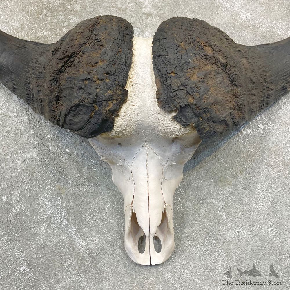 Cape Buffalo Skull Taxidermy Mount For Sale #24914 For Sale @ The Taxidermy Store