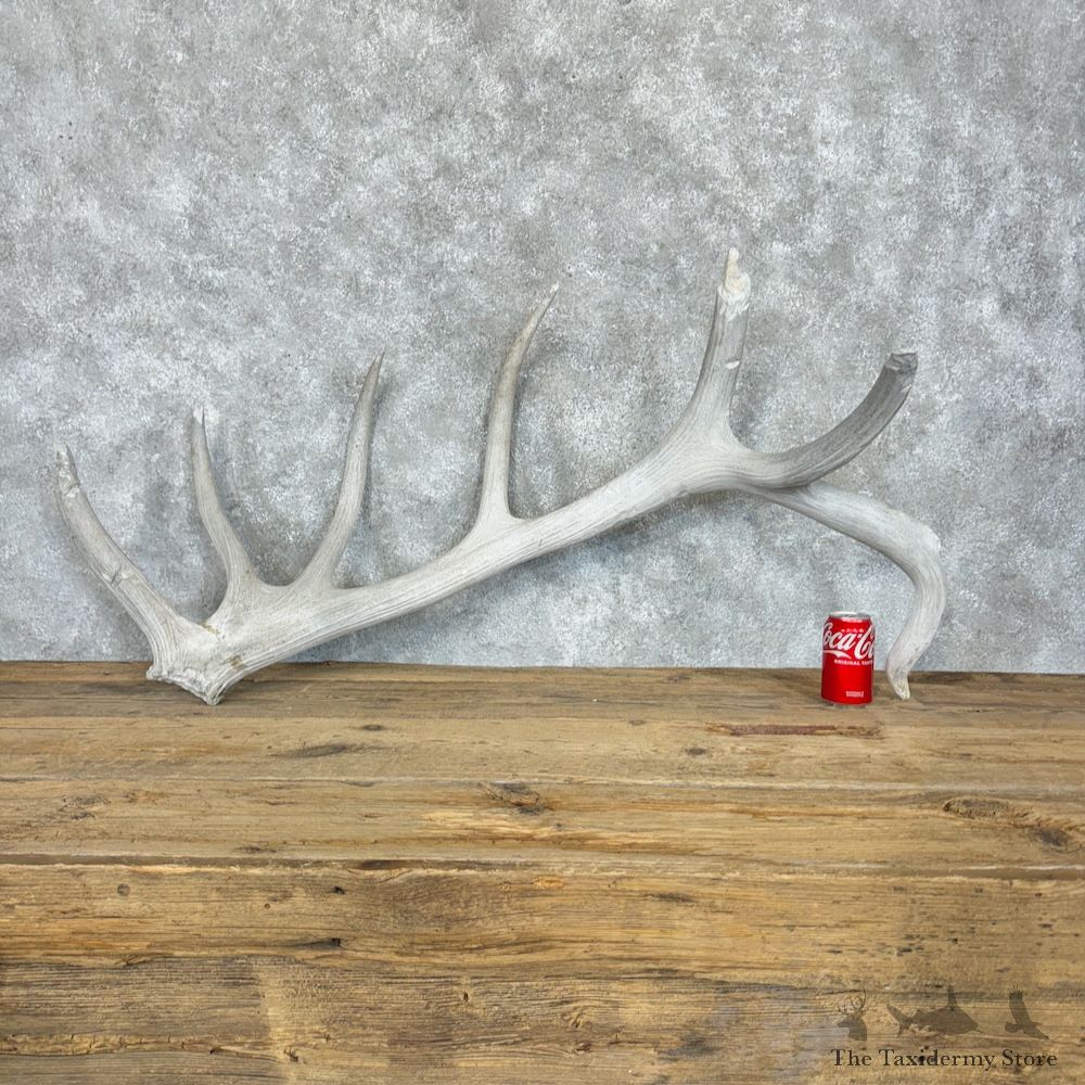 Elk Antler Shed Decor For Sale #29333 @ The Taxidermy Store