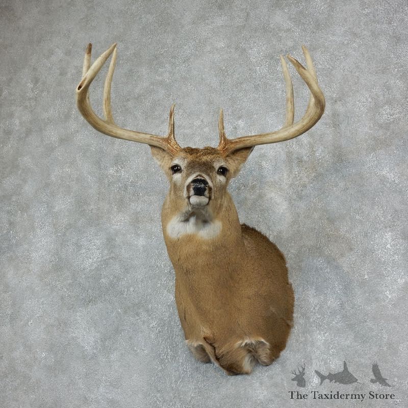 Whitetail Deer Shoulder Mount For Sale #18228 @ The Taxidermy Store