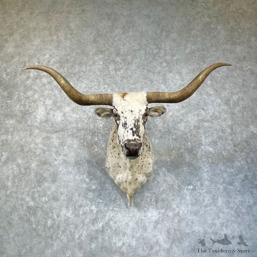 Texas Longhorn Steer Shoulder Taxidermy Mount #25669 For Sale @ The Taxidermy Store