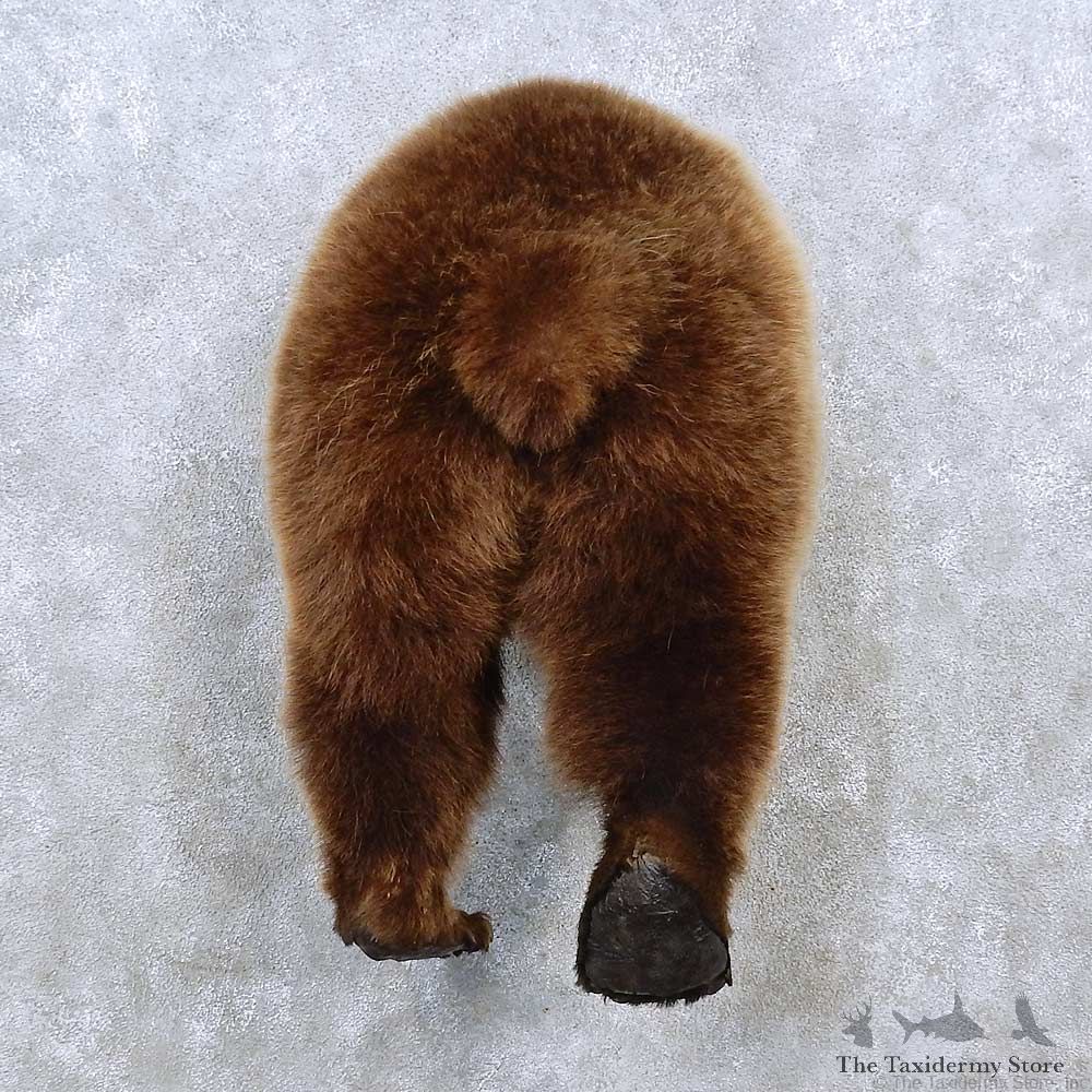 Grizzly Bear Rear Mount For Sale #15239 @ The Taxidermy Store