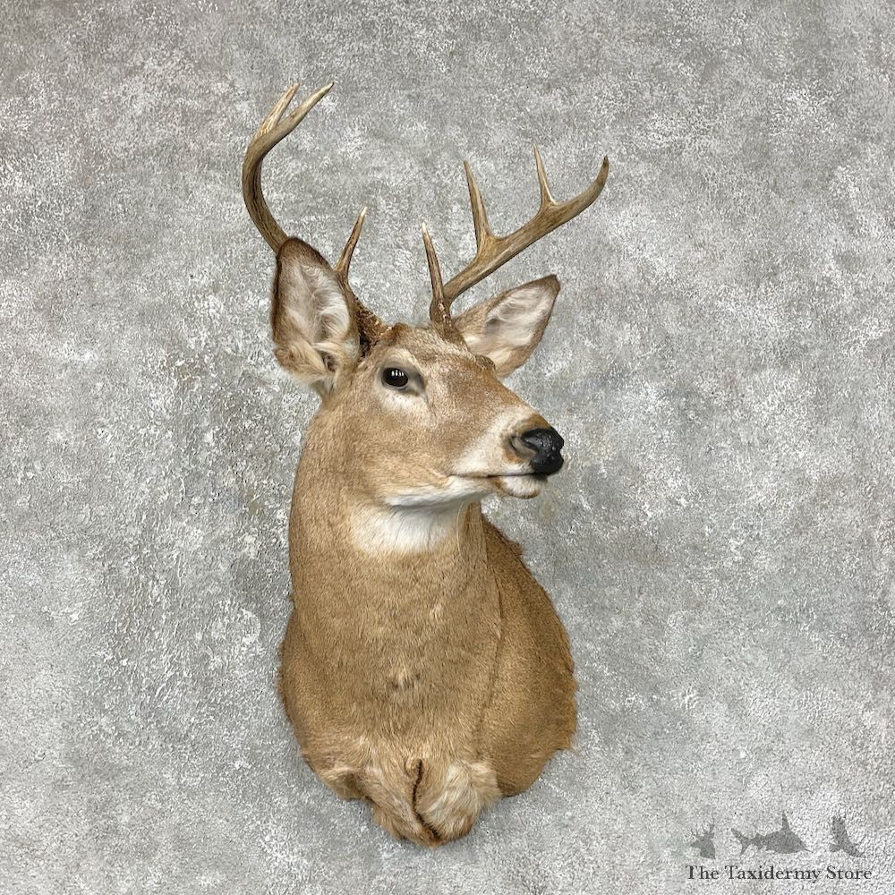 Whitetail Deer Taxidermy Shoulder Mount For Sale #25308 @ The Taxidermy Store