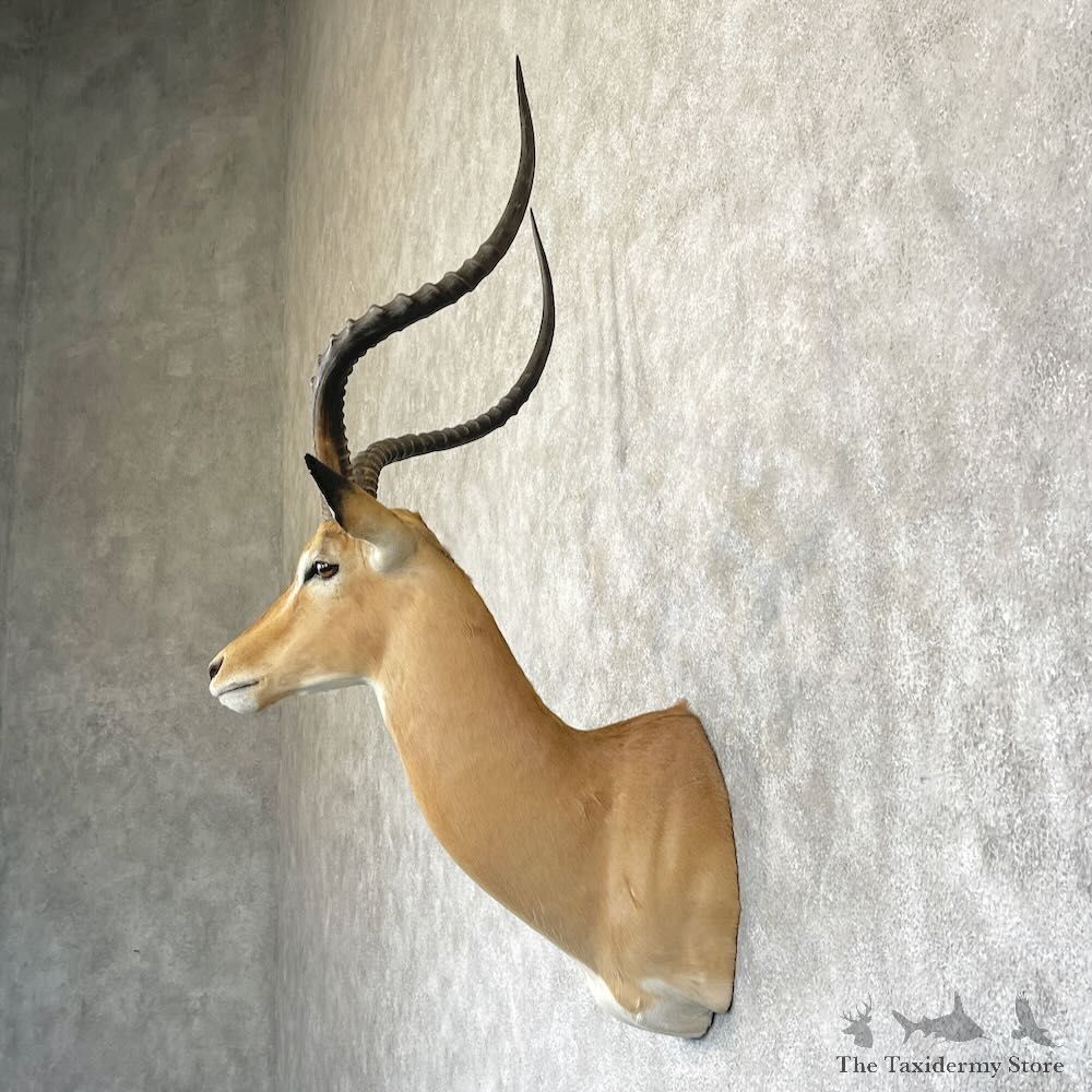 South African Impala Shoulder Mount For Sale #28280 @ The Taxidermy Store