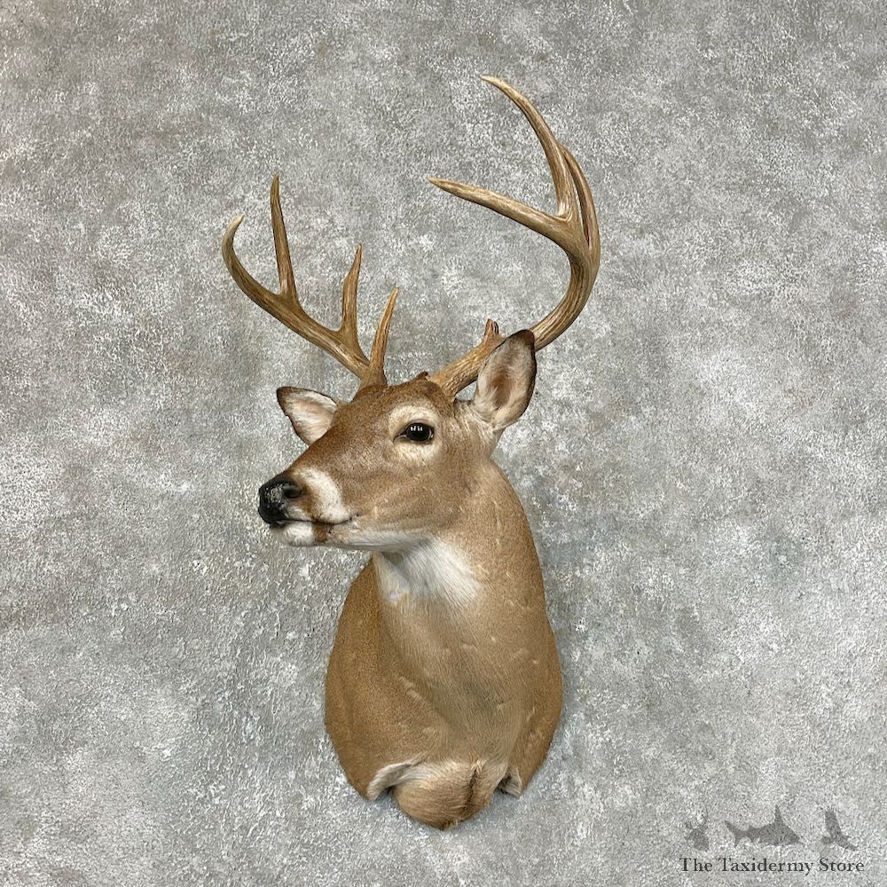 Whitetail Deer Shoulder Mount #25430 For Sale - The Taxidermy Store