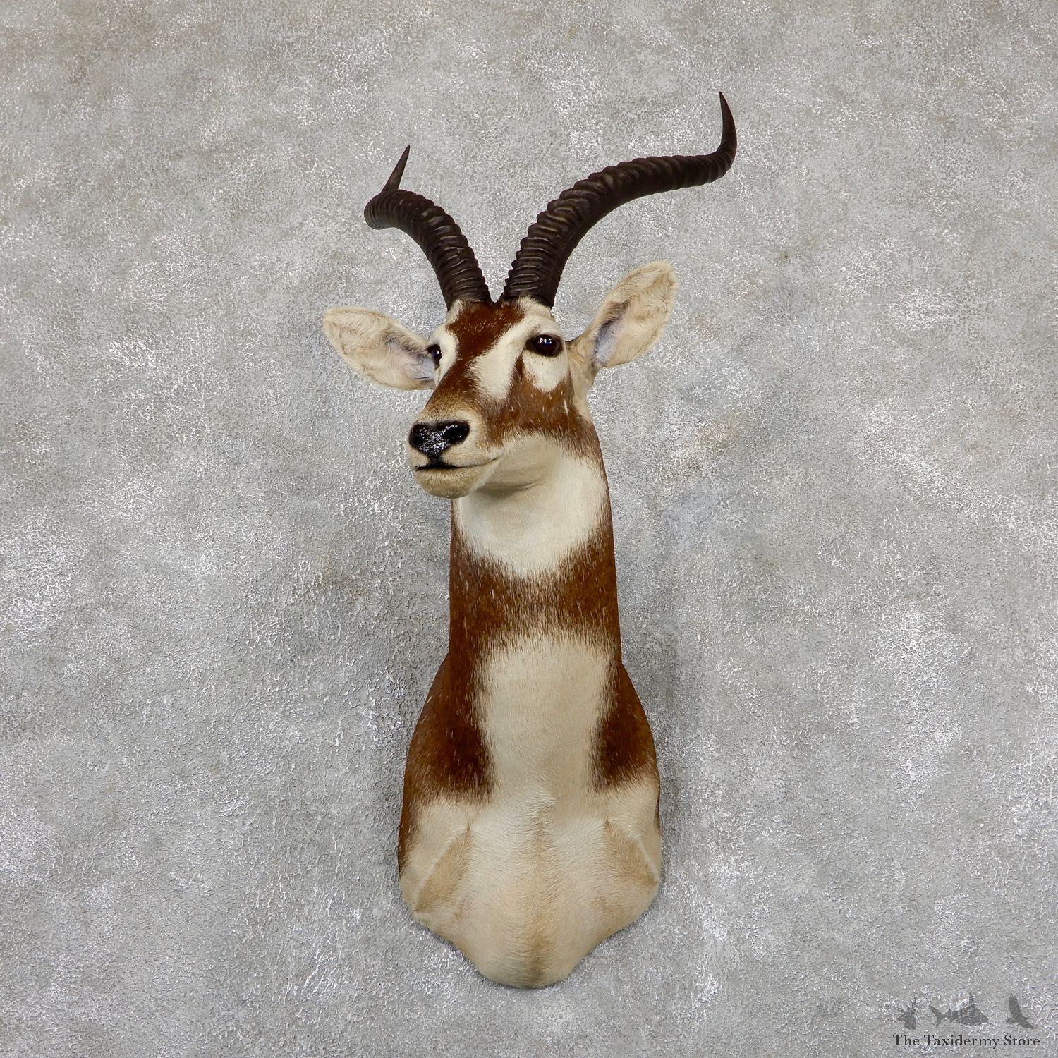 White-Eared Kob Taxidermy Shoulder Mount For Sale #19501 @ The Taxidermy Store
