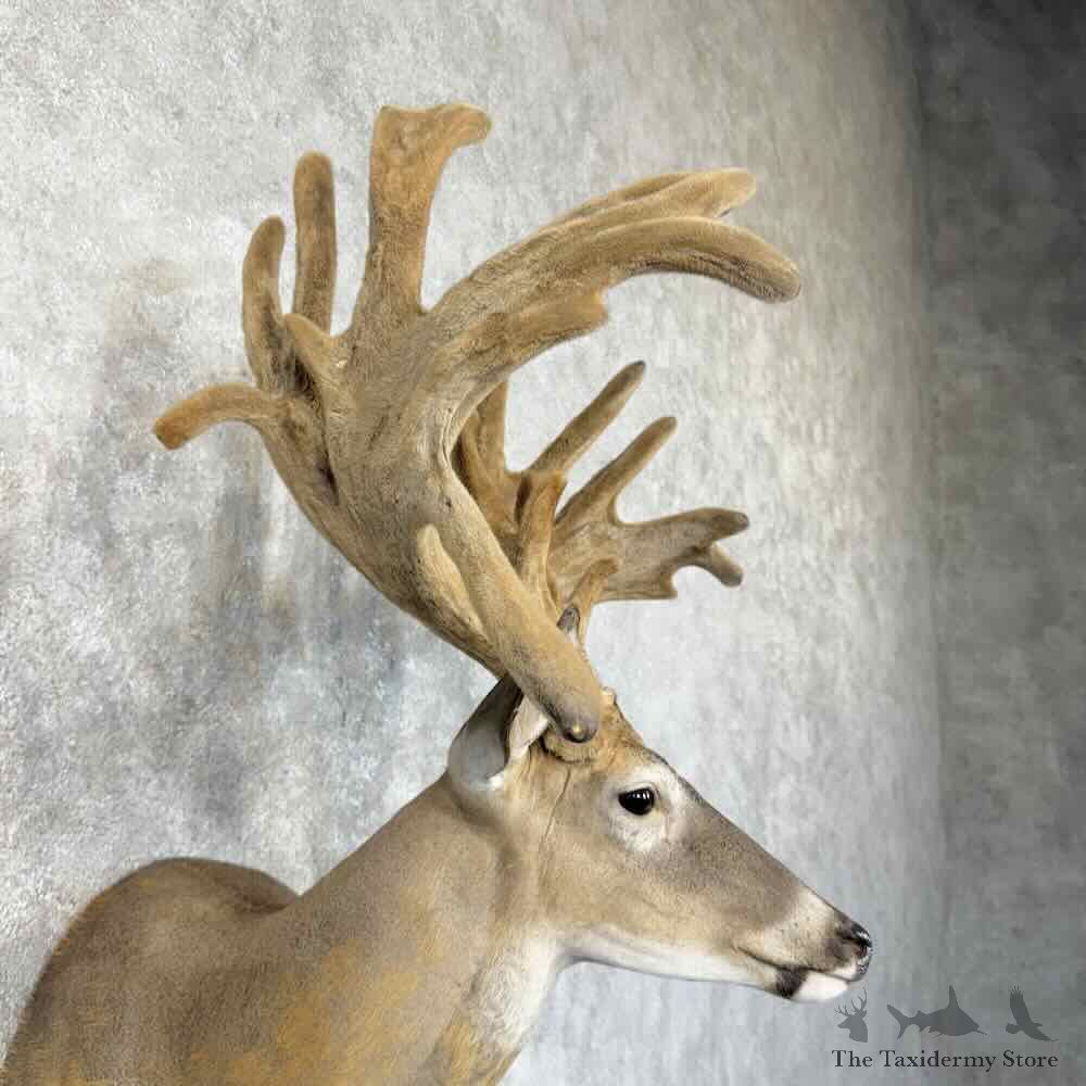 Whitetail Deer Shoulder Mount For Sale #30328 @ The Taxidermy Store