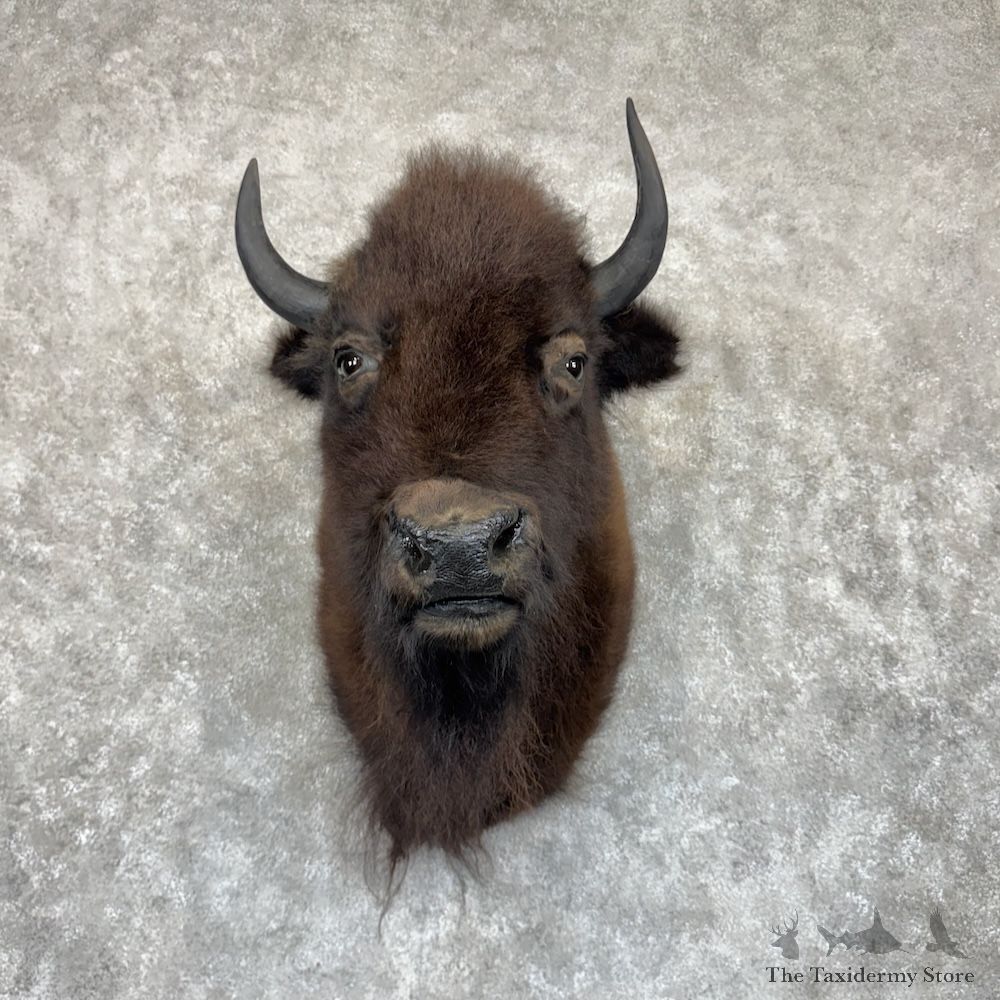 American Buffalo Shoulder Mount For Sale #30026 @ The Taxidermy Store
