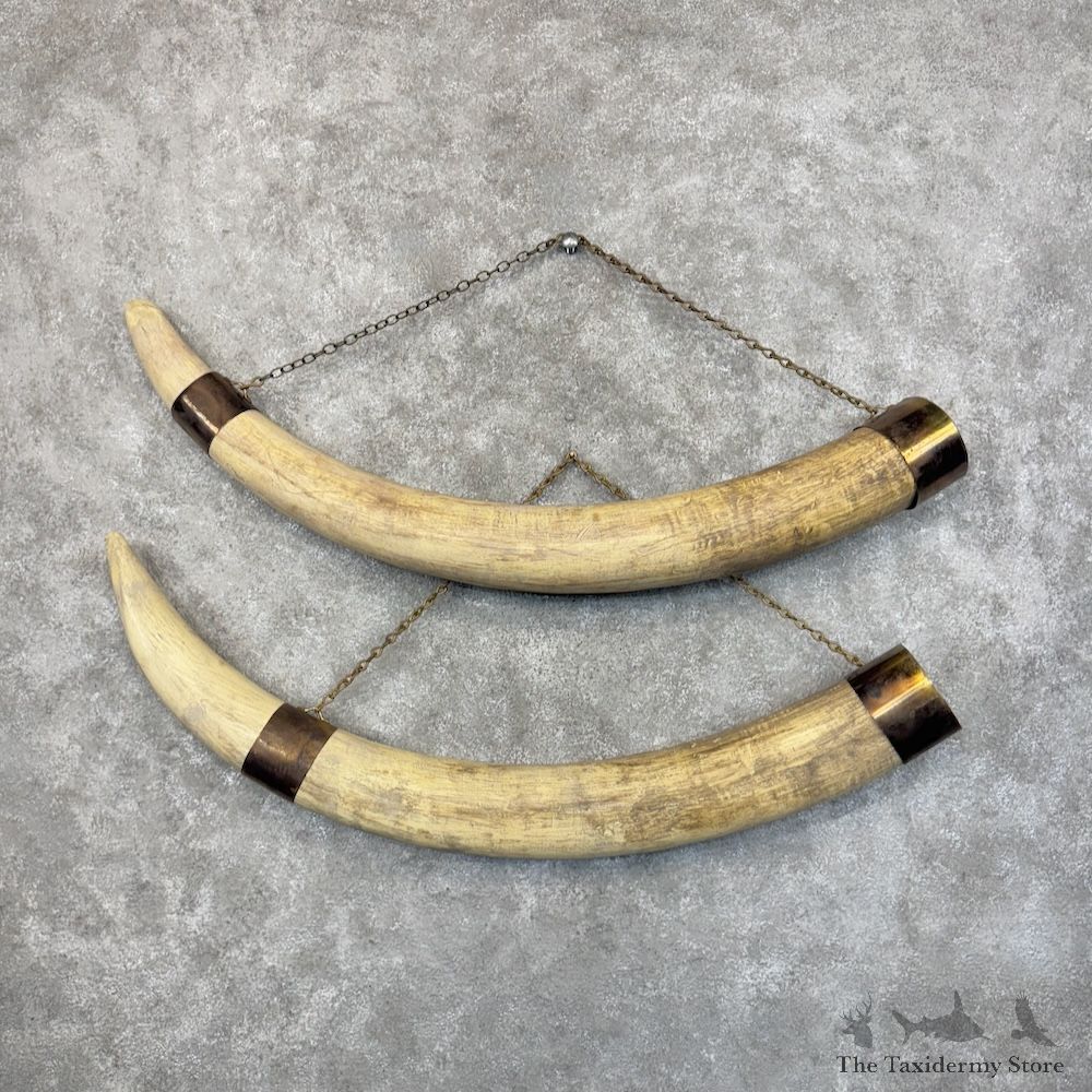 Elephant Tusks Replica Decor For Sale #30094 @ The Taxidermy Store