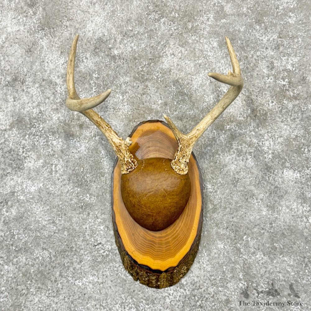 Whitetail Deer Antler Plaque Mount For Sale #28992 @ The Taxidermy Store