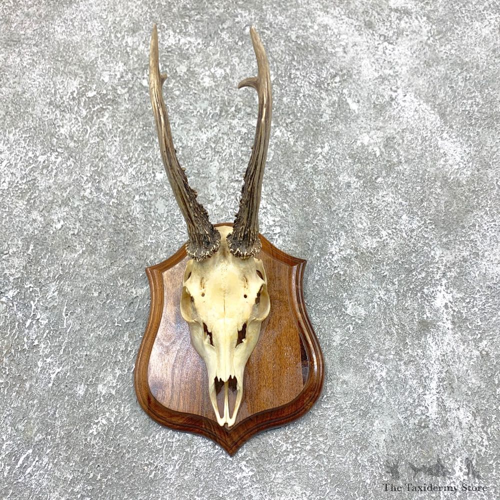 Roe Deer Skull Plaque Mount For Sale #23842 @ The Taxidermy Store