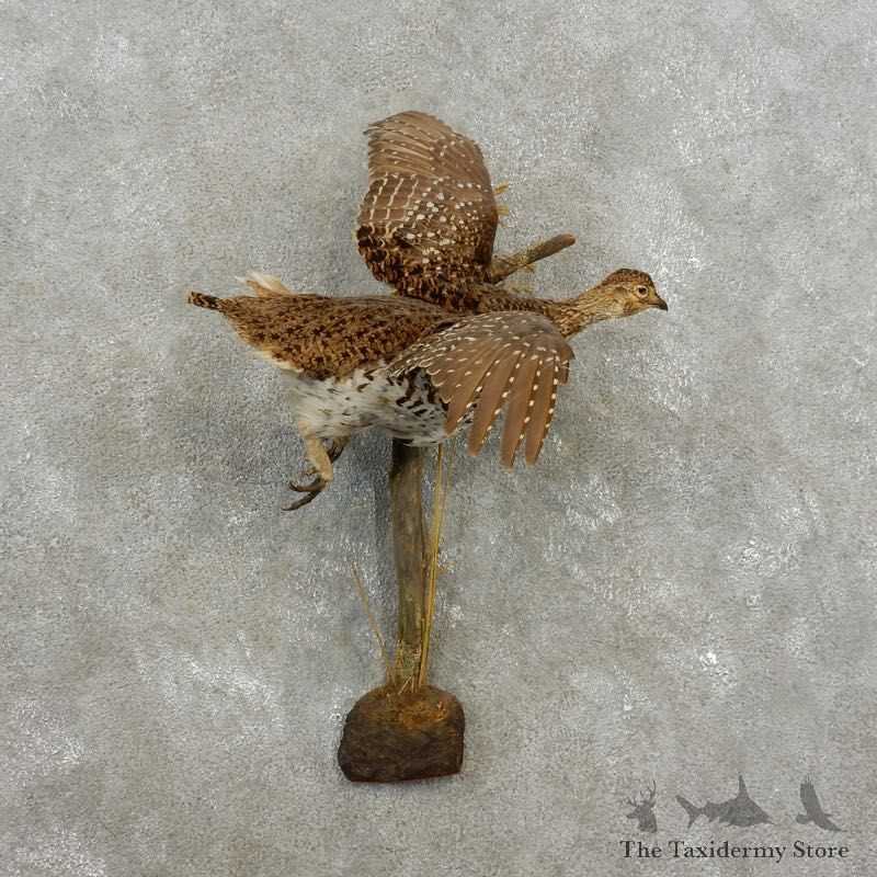 Sharp-tailed Grouse Bird Mount For Sale #17379 @ The Taxidermy Store