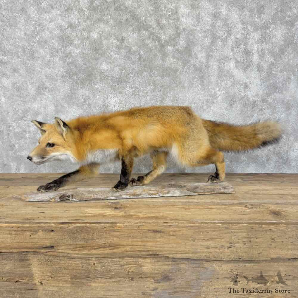 Red Fox Life-Size Mount For Sale #31569 @ The Taxidermy Store