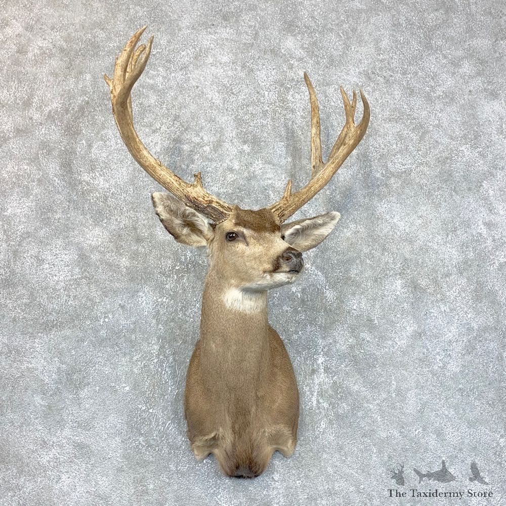 Sonora Desert Mule Deer Shoulder Mount For Sale #23804 @ The Taxidermy Store