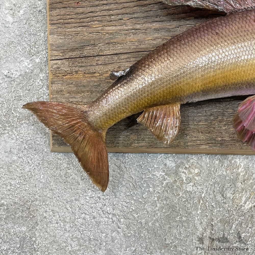 Arctic Grayling Fish Mount For Sale #27462 @ The Taxidermy Store