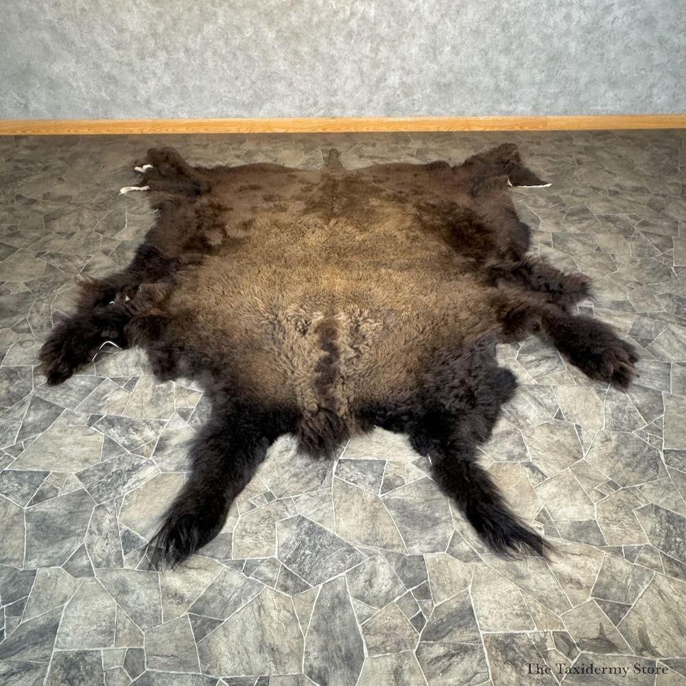 American Buffalo Bison Hide For Sale #28825 - The Taxidermy Store