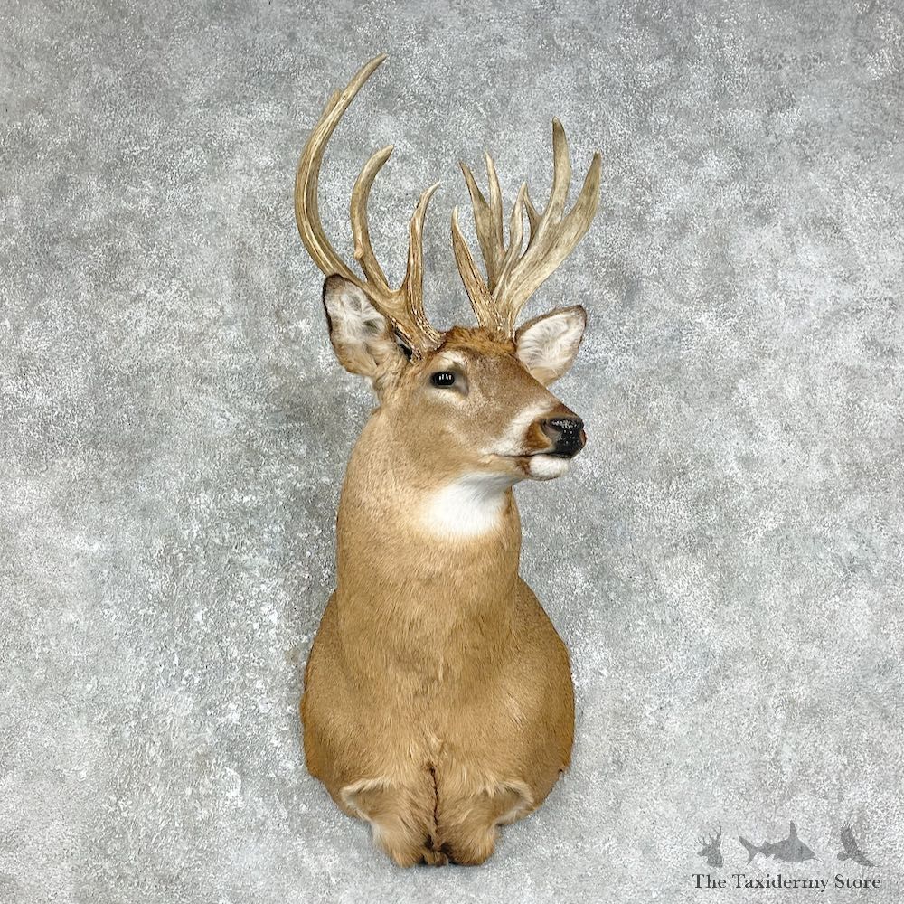 Whitetail Deer Taxidermy Shoulder Mount For Sale #25873 @ The Taxidermy Store
