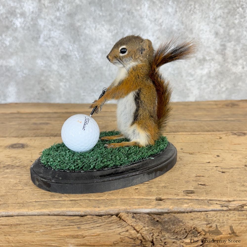 Golfing Squirrel Novelty Mount For Sale #29949 @ The Taxidermy Store