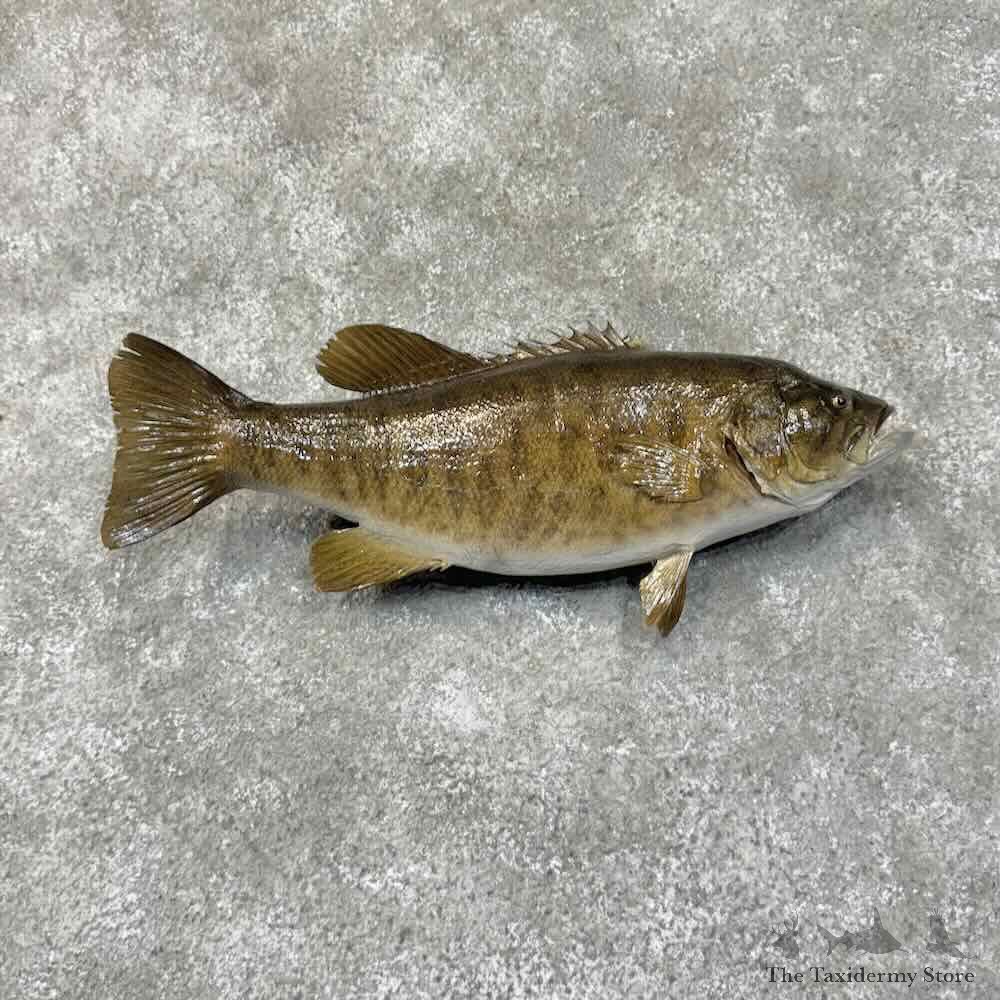 Smallmouth Bass Fish Mount For Sale #31280 @ The Taxidermy Store