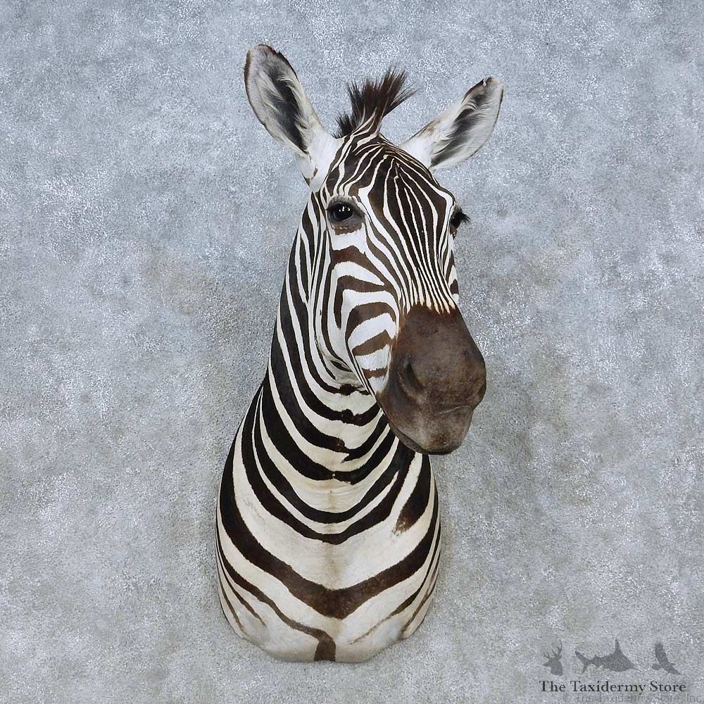 African Zebra Shoulder Mount For Sale #15034 @ The Taxidermy Store