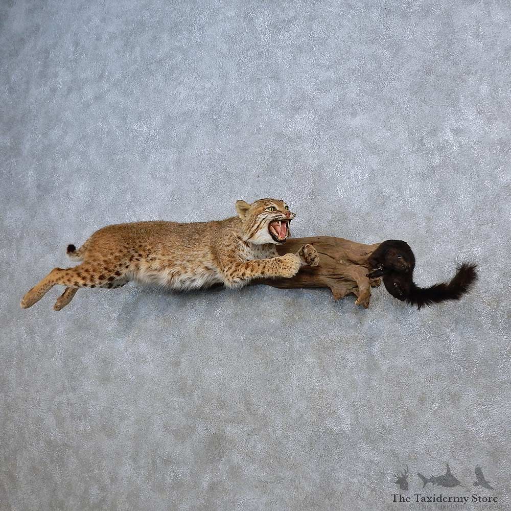 Bobcat w/ Black Squirrel Life-Size Mount For Sale #15615 @ The Taxidermy Store