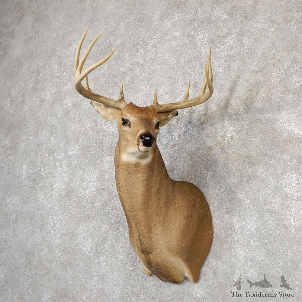 Whitetail Deer Shoulder Mount #18820 For Sale - The Taxidermy Store