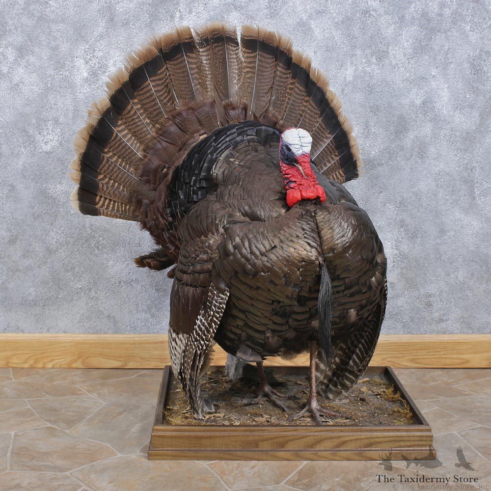 Wild Turkey Strutting Life Size Taxidermy Mount #12460 For Sale @ The Taxidermy Store
