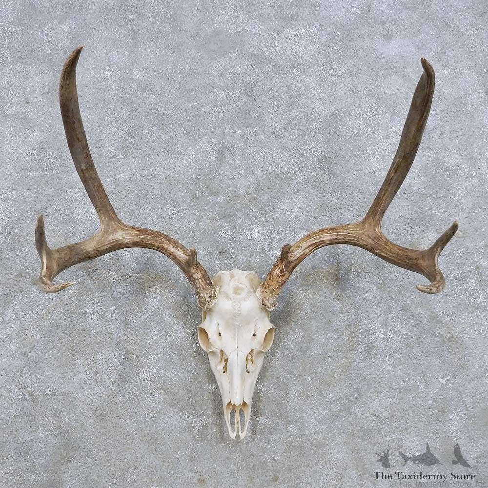 Mule Deer Skull Antler European Mount For Sale #14279 @ The Taxidermy Store