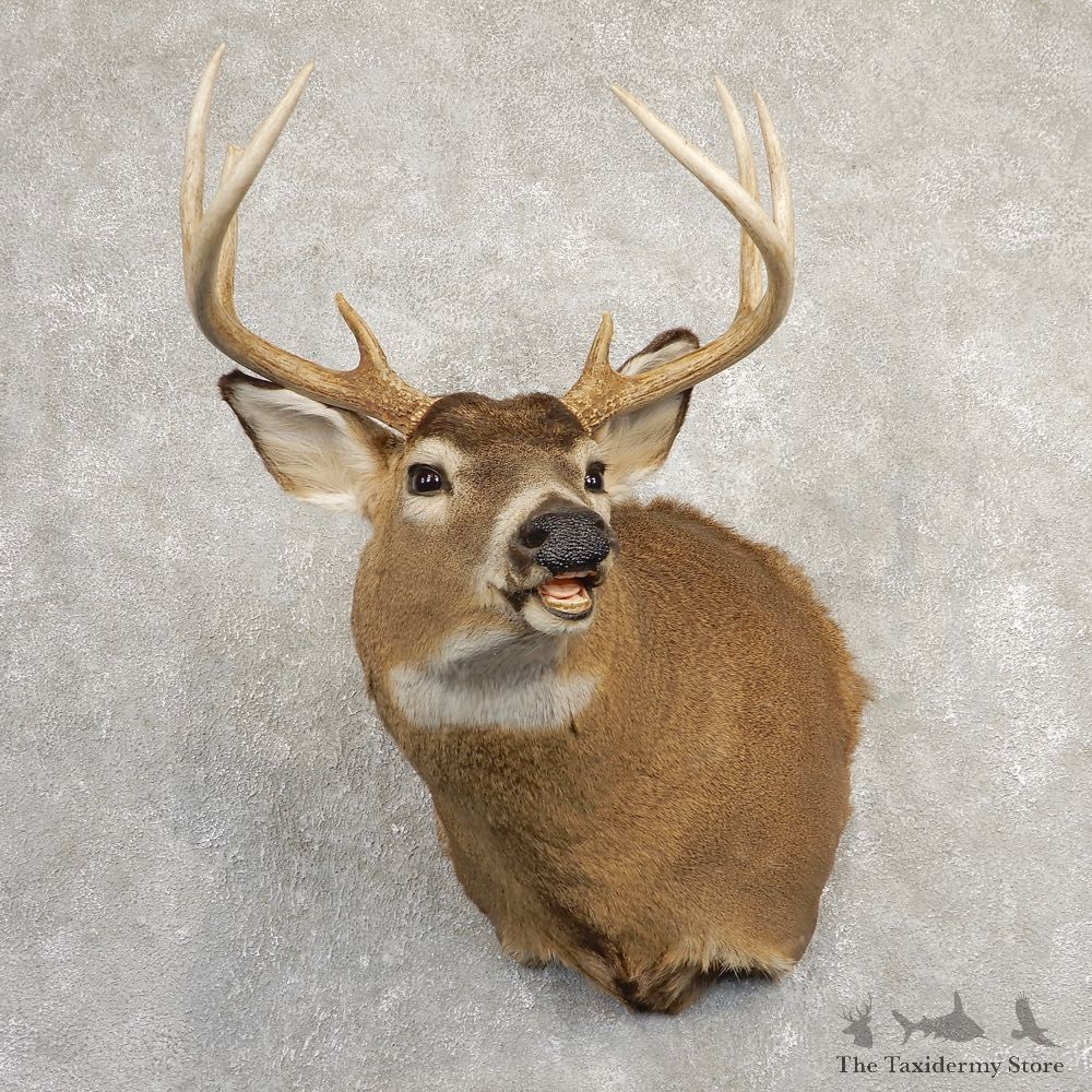 Whitetail Deer Taxidermy Shoulder Mount For Sale #20826 @ The Taxidermy Store