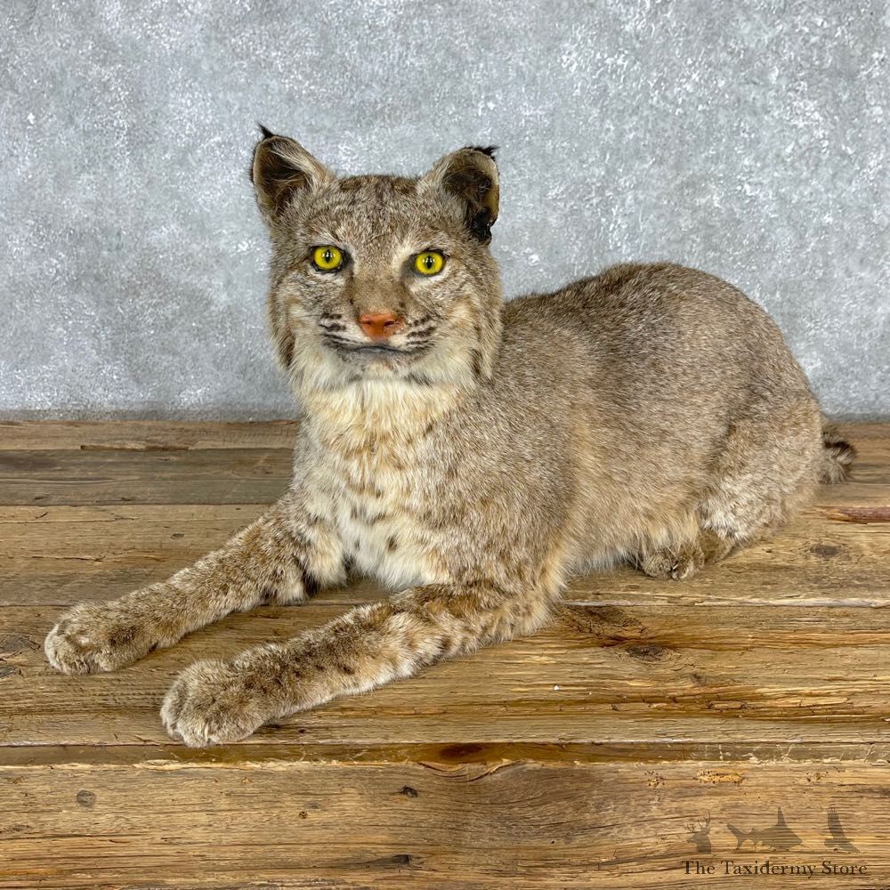 Bobcat Life-Size Mount For Sale #24162 @ The Taxidermy Store