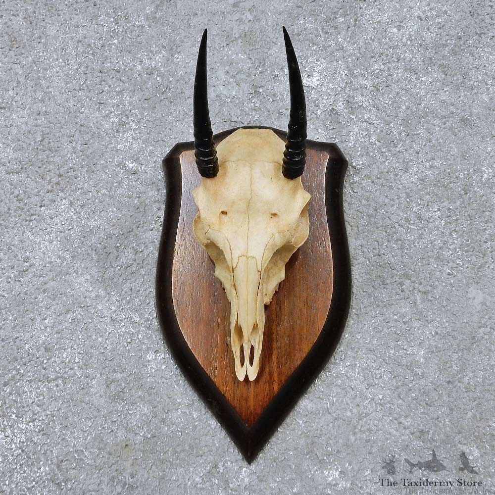 Oribi Skull & Horn European Mount For Sale #14512 @ The Taxidermy Store