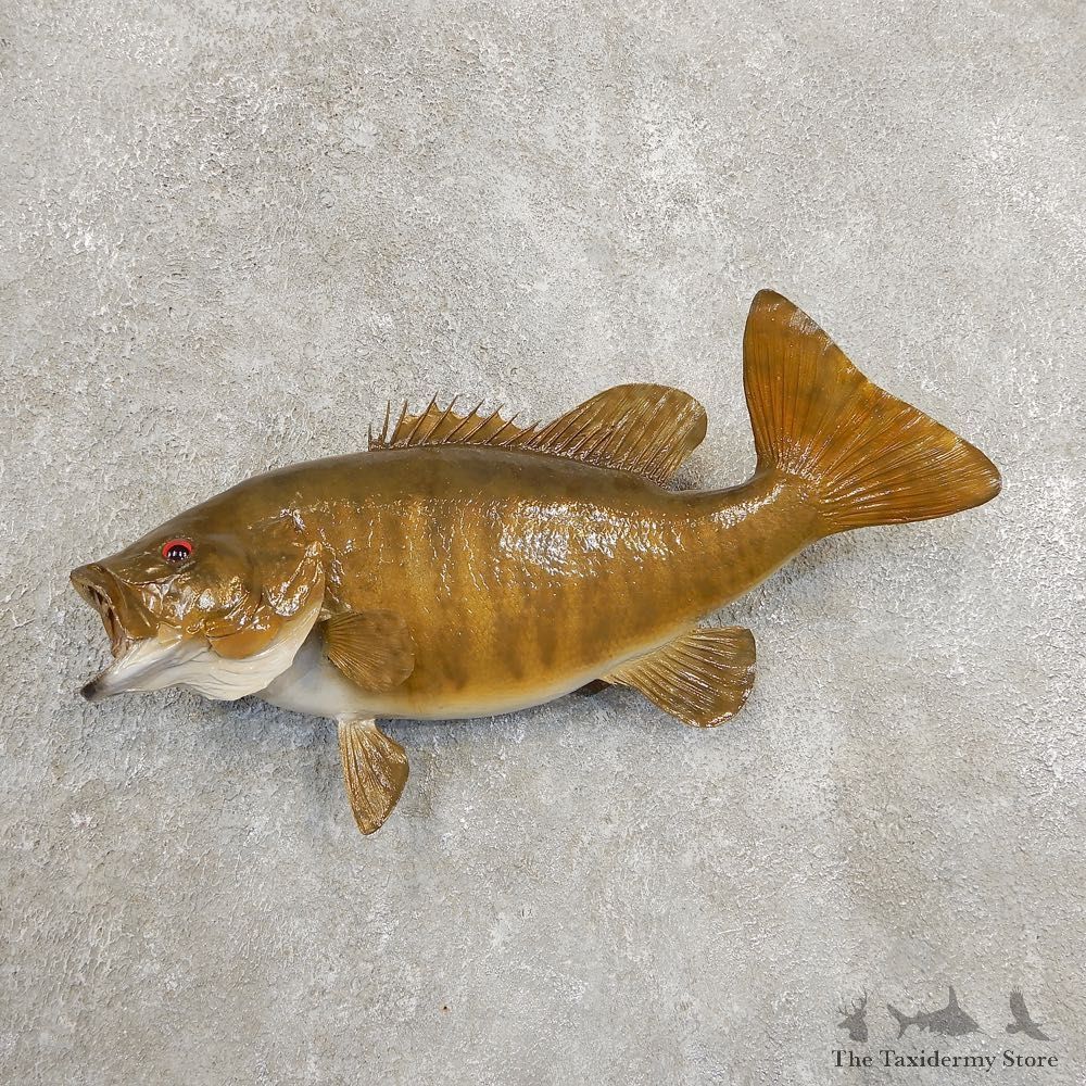 Smallmouth Bass Fish Mount For Sale #20897 @ The Taxidermy Store