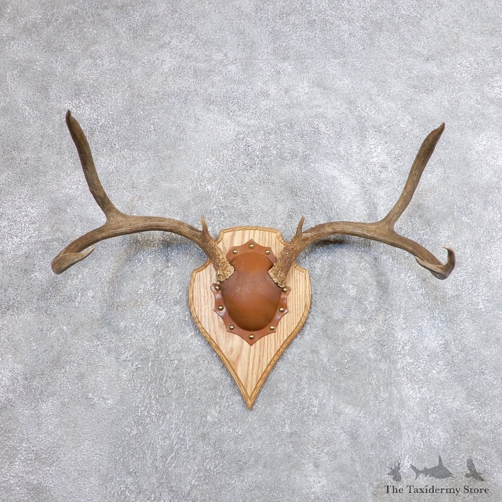 Mule Deer Taxidermy European Antler Plaque #18707 For Sale @ The Taxidermy Store