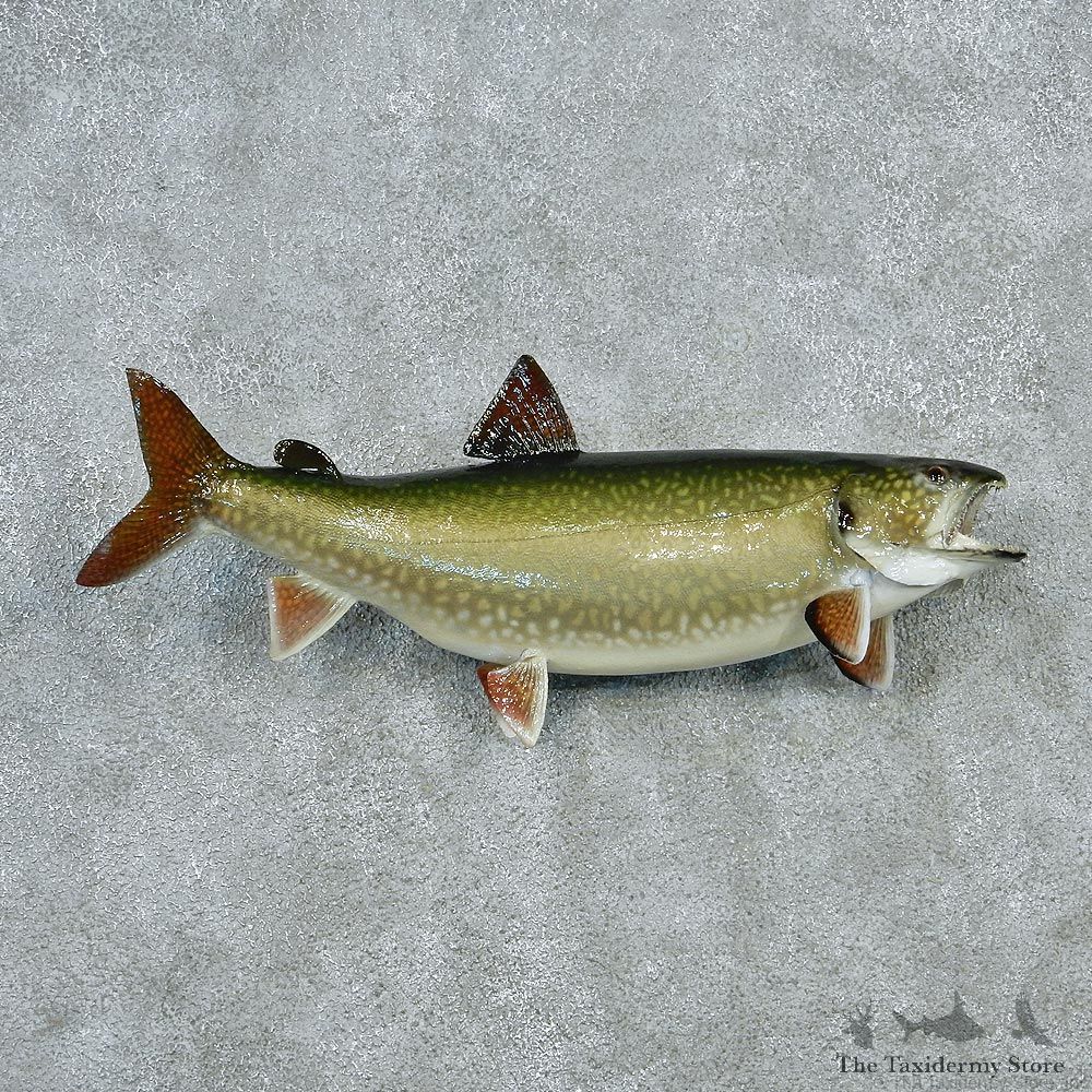 Splake-Taxidermy-Fish-Mount-M1-#12794-For-Sale-@-The-Taxidermy-Store
