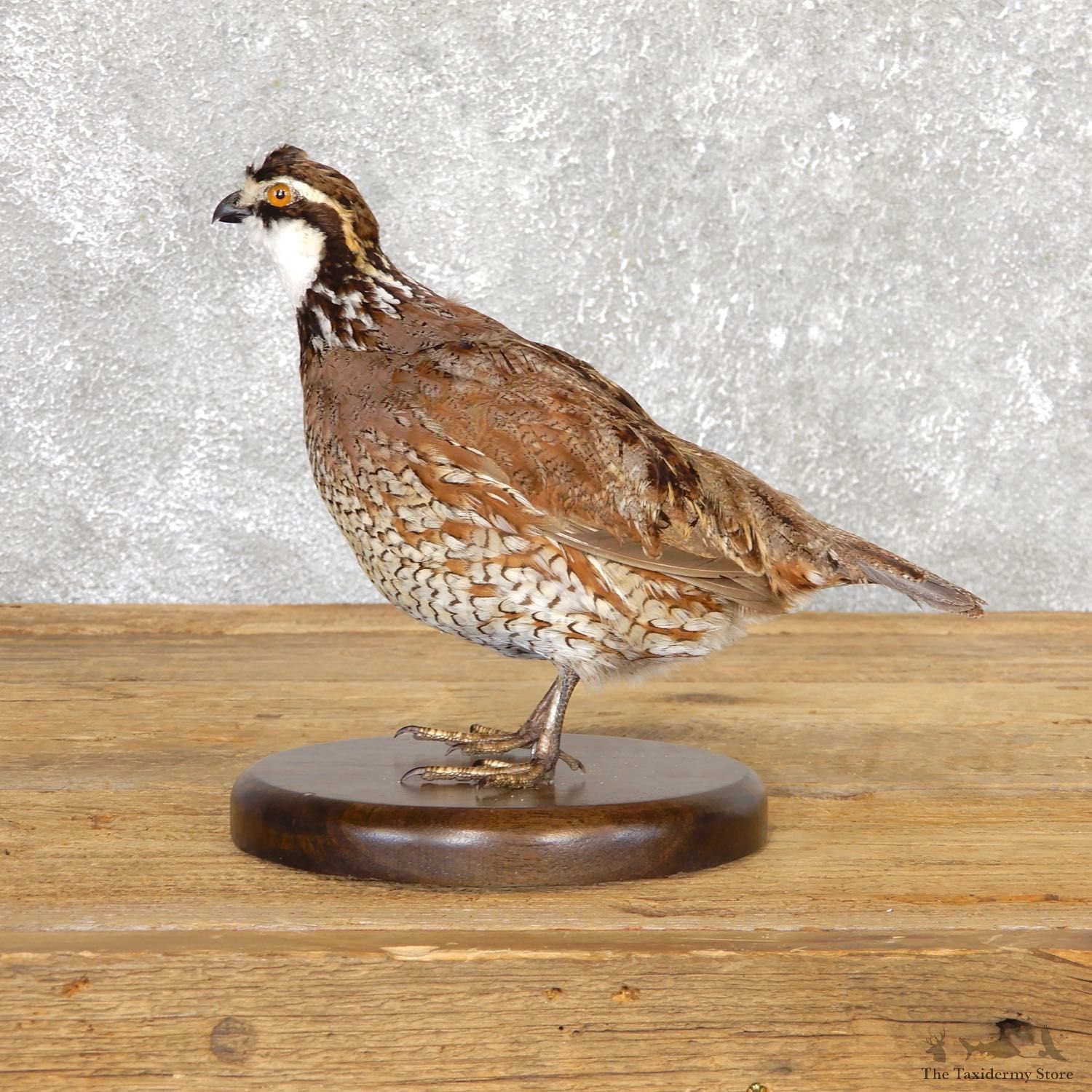 Bobwhite Quail Bird Mount For Sale #19788 @ The Taxidermy Store
