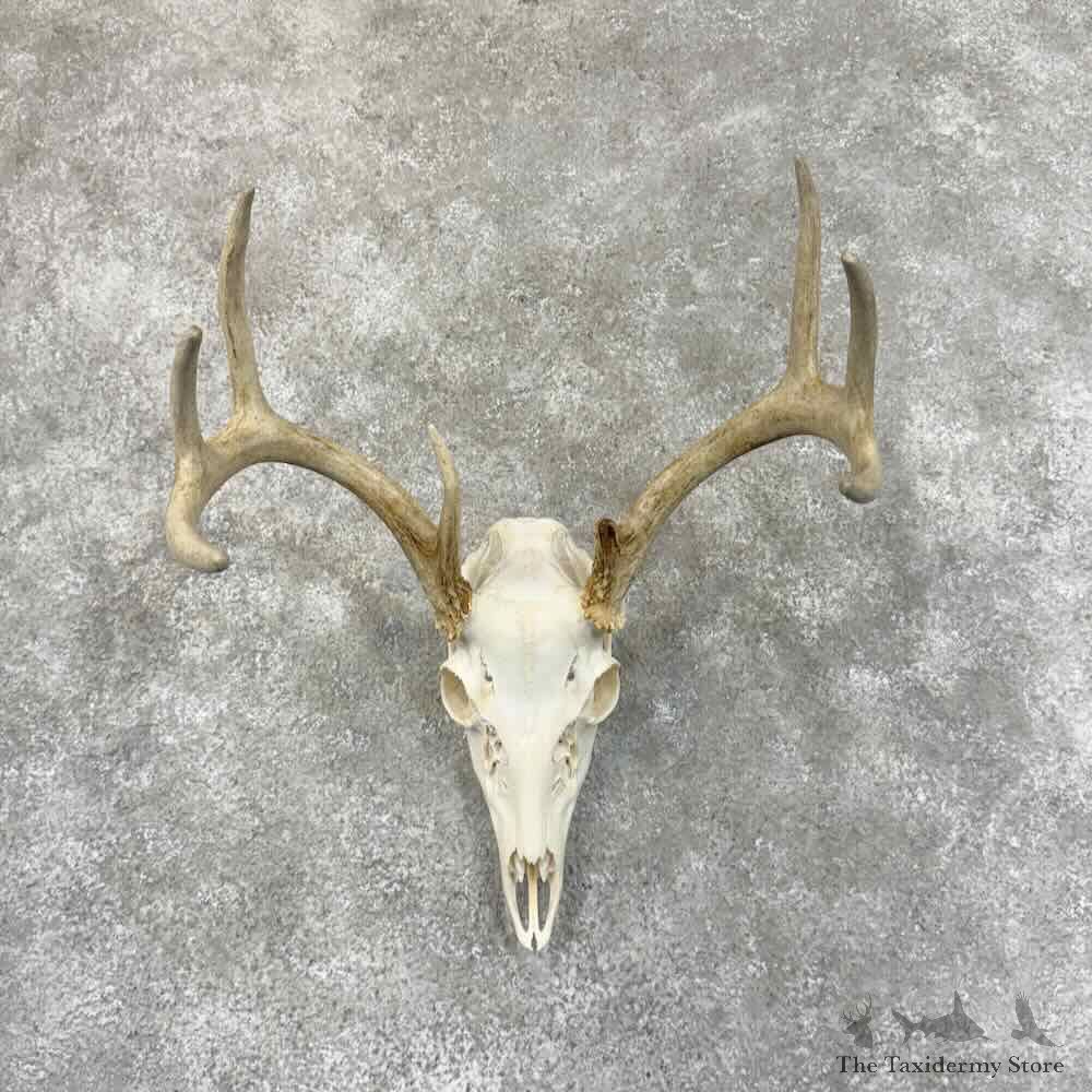Whitetail Deer Skull European Mount For Sale #30624 @ The Taxidermy Store