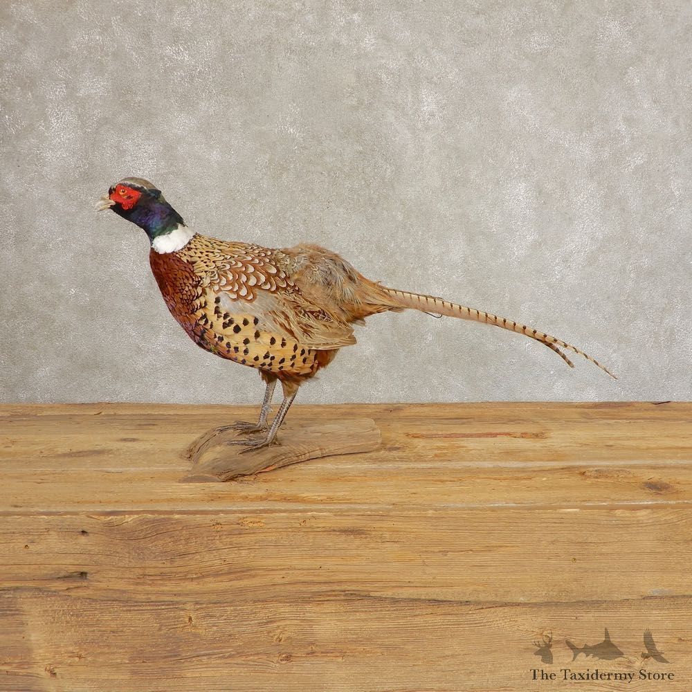 Ringneck Pheasant Bird Mount For Sale #21382 @ The Taxidermy Store