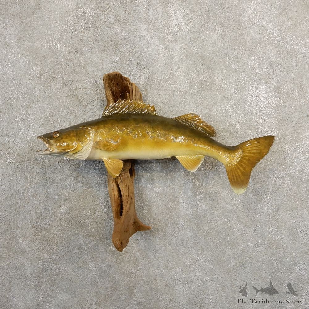 Walleye Taxidermy Fish Mount #20867 For Sale @ The Taxidermy Store