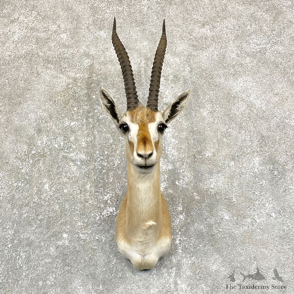 African Thomson's Gazelle Shoulder #24948 - For Sale @ The Taxidermy Store