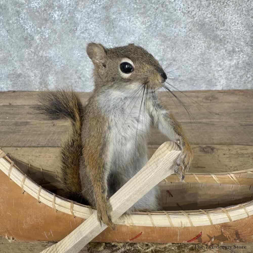 Canoeing Red Pine Squirrel Novelty Mount For Sale #31611 @ The Taxidermy Store