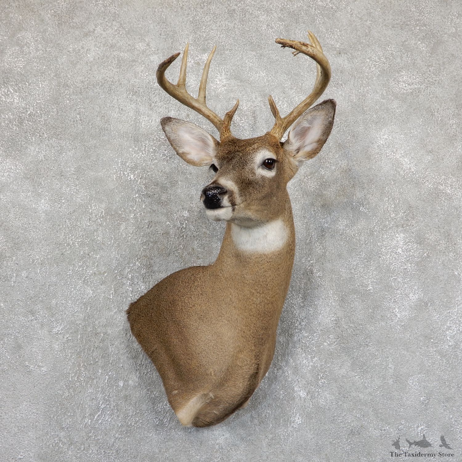 Whitetail Deer Shoulder Mount For Sale #19540 @ The Taxidermy Store