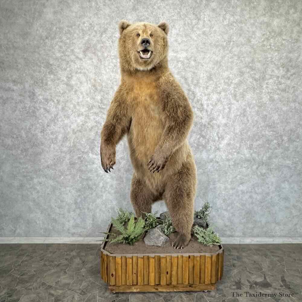 Grizzly Bear Life Size Mount For Sale #32059 @ The Taxidermy Store